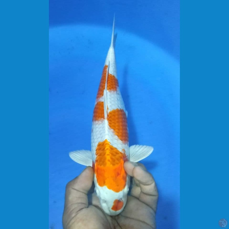 HIKARY 32CM