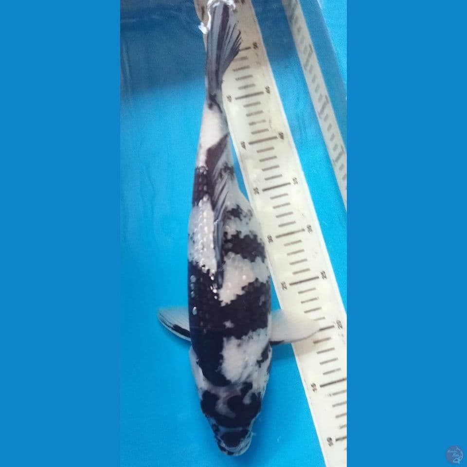 GINRIN 40CM