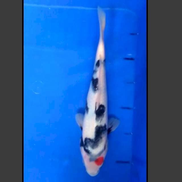 27 CM - TANCHO SHOWA - F