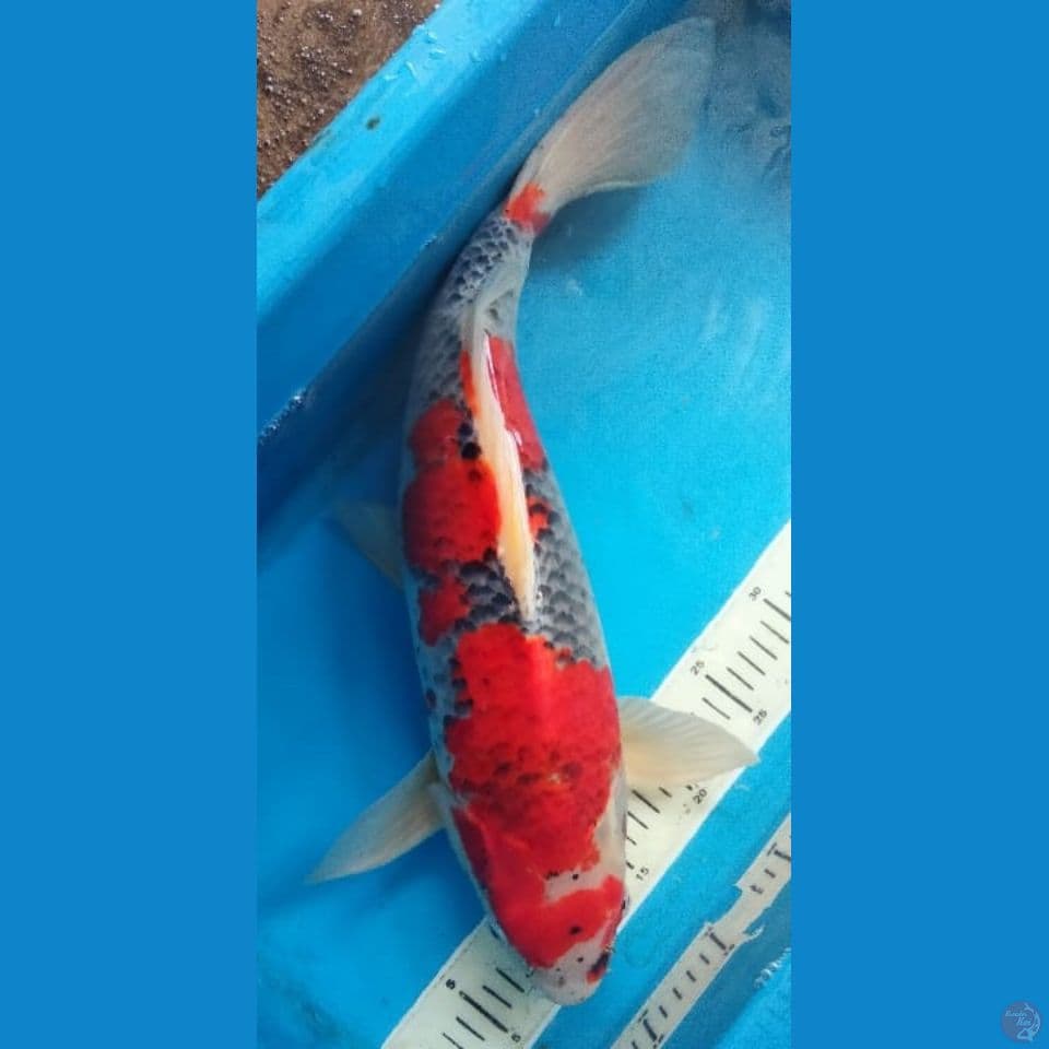 GOSHIKI 48CM
