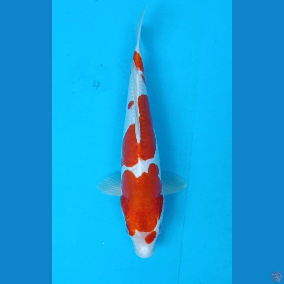 kohaku Doitsu 31 cm/uncheck