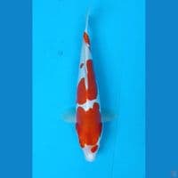 kohaku Doitsu 31 cm/uncheck 