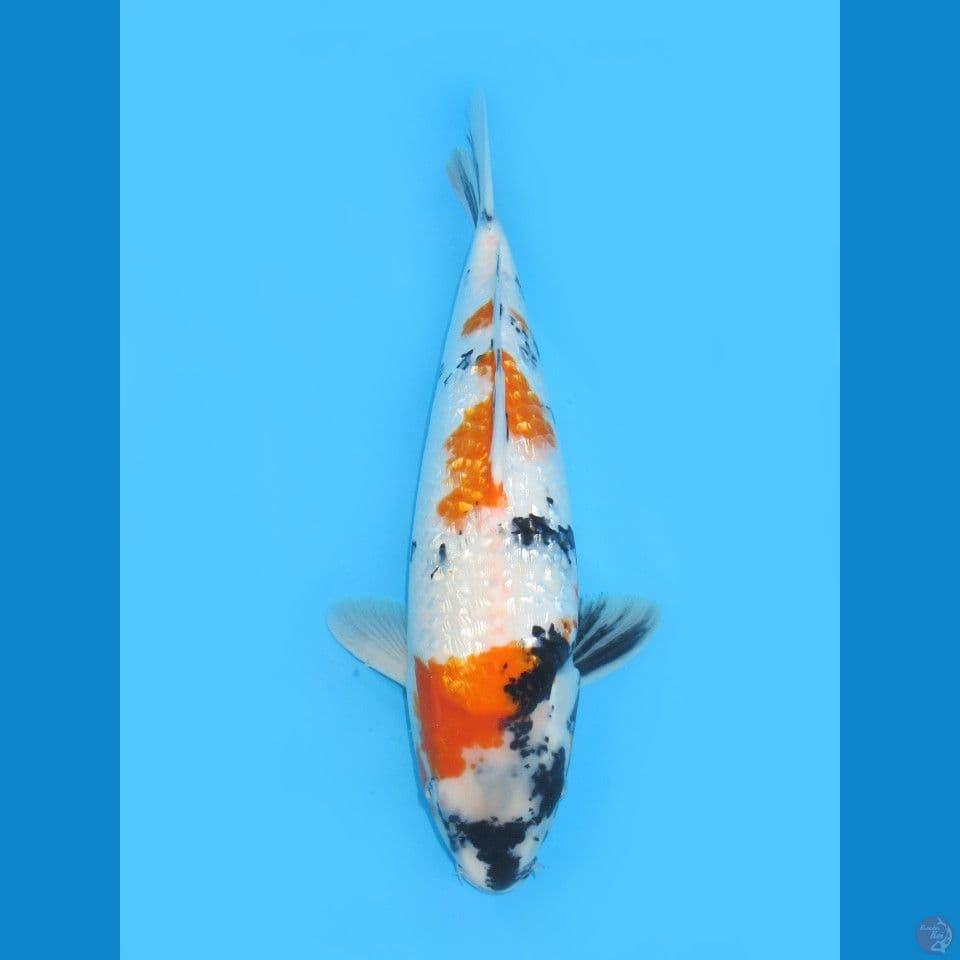 Ginrin Showa, 43CM