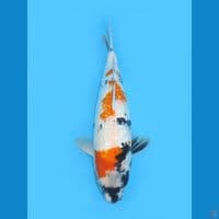 Ginrin Showa, 43CM