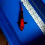 Hi utsuri merah strong