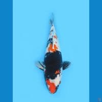 Showa 45CM