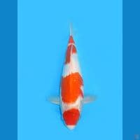 Maruten Showa, 40CM