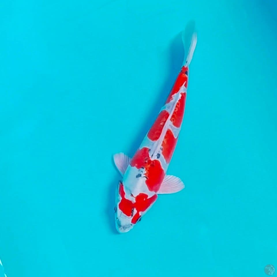 benikiko male 28cm