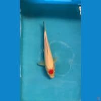 tancho kohaku ori