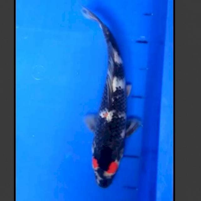 30 CM - TANCHO SHOWA