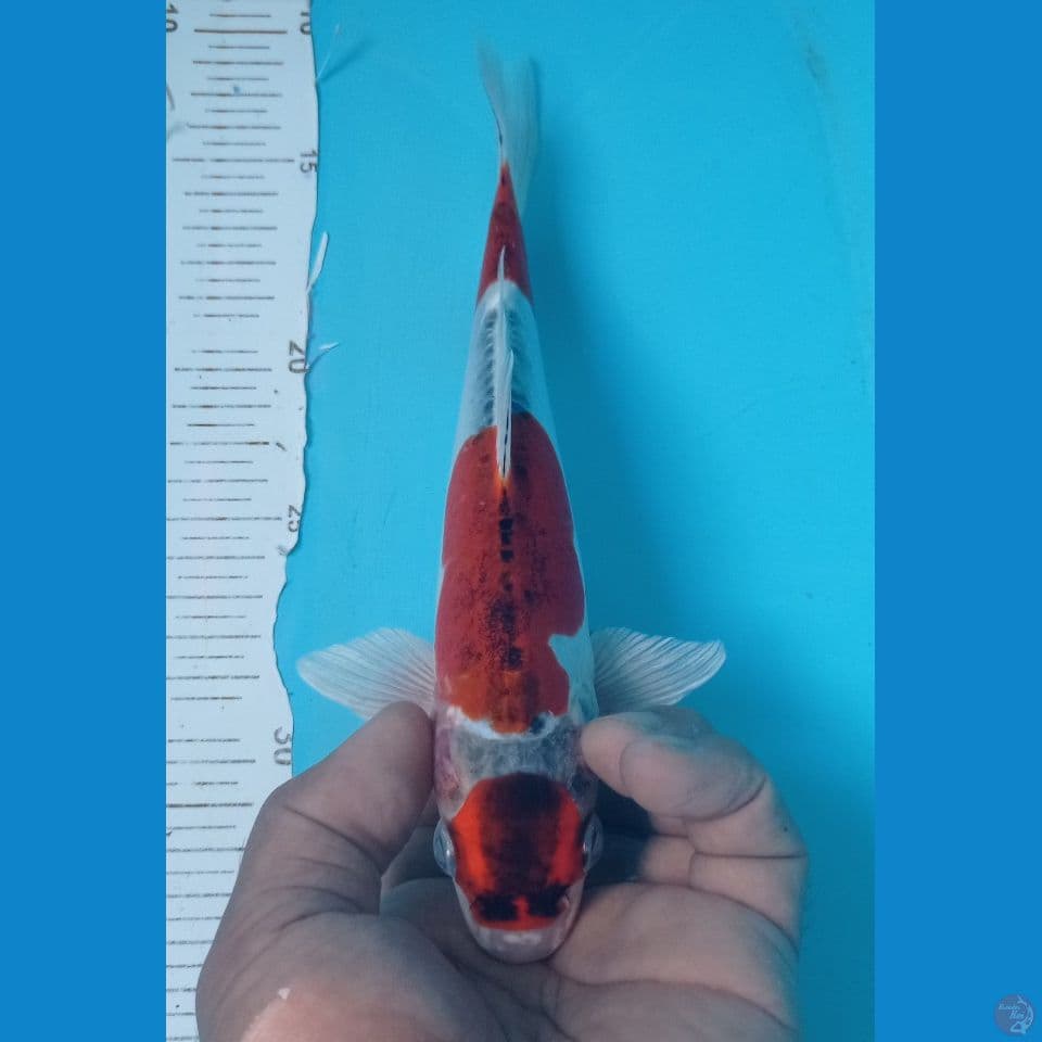 KIKO 25CM