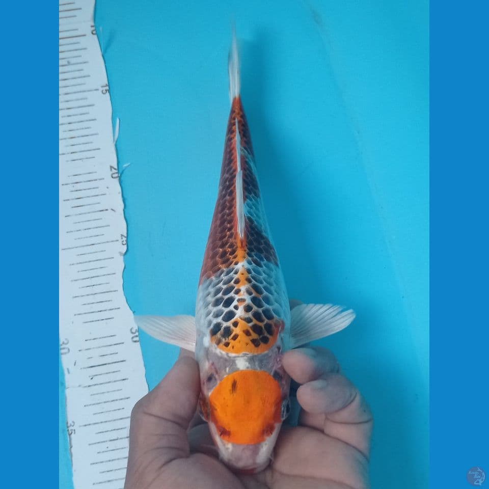 MARUTEN 25CM