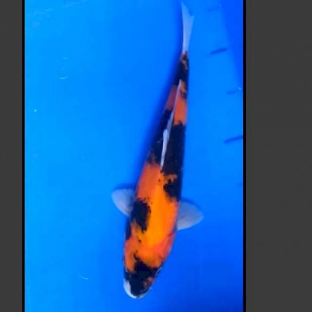 30 CM - HI SHOWA