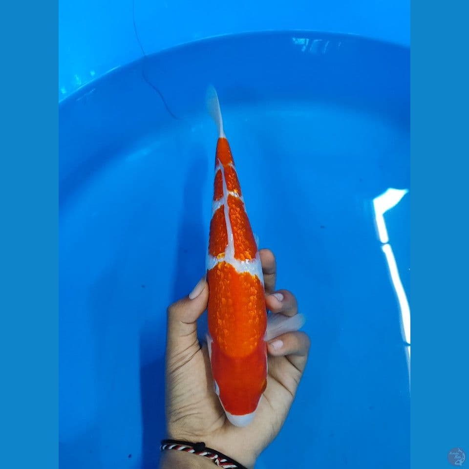 KOHAKU GINRIN ~ MALE