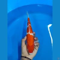 KOHAKU GINRIN ~ MALE
