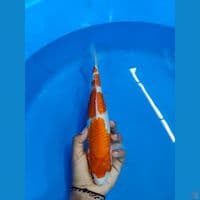 KOHAKU GINRIN ~ 30CM