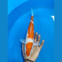 KOHAKU ~32CM