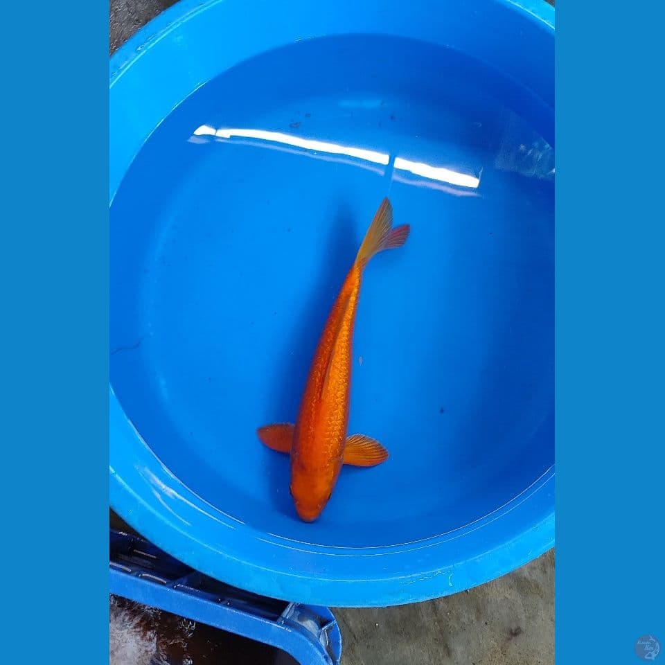 RED KARASI GINRIN ~ MALE