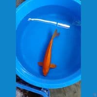 RED KARASI GINRIN ~ MALE