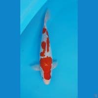 KOHAKU 35cm