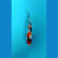 SHOWA ~ 20CM
