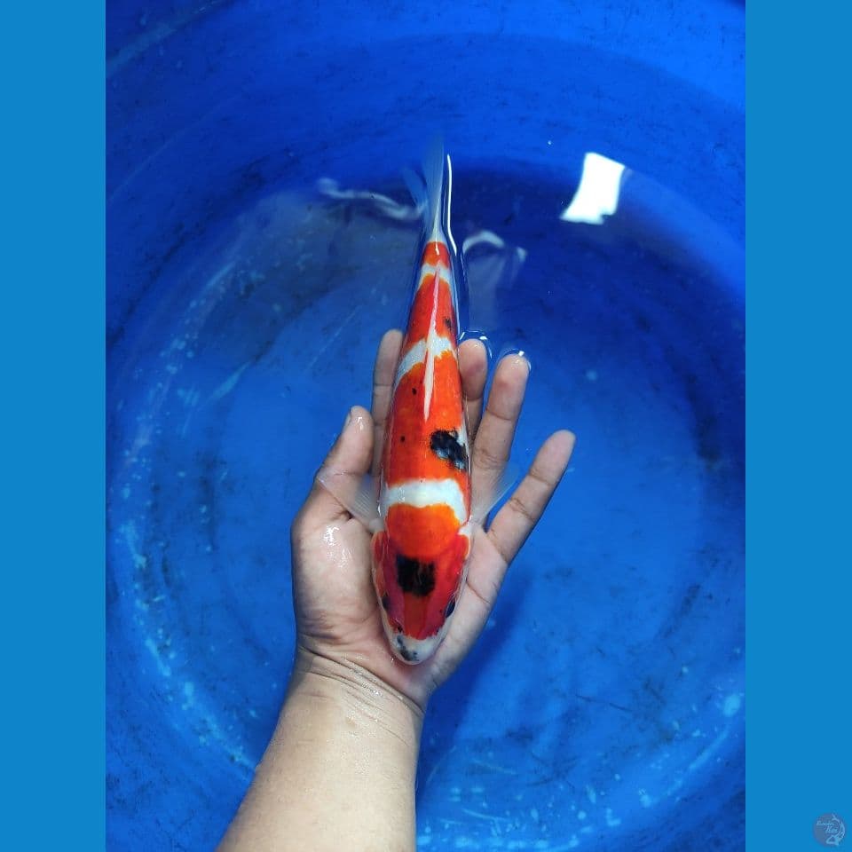 Showa 26 cm