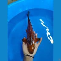 MALE ~ 35CM