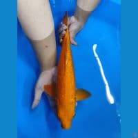 RED KARASI ~ 36CM