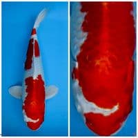 Super red kin kushui F1 marusai 32cm 