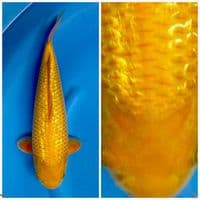 Karasi super gingrin padat body tebel bulky F1 marusai 40cm 