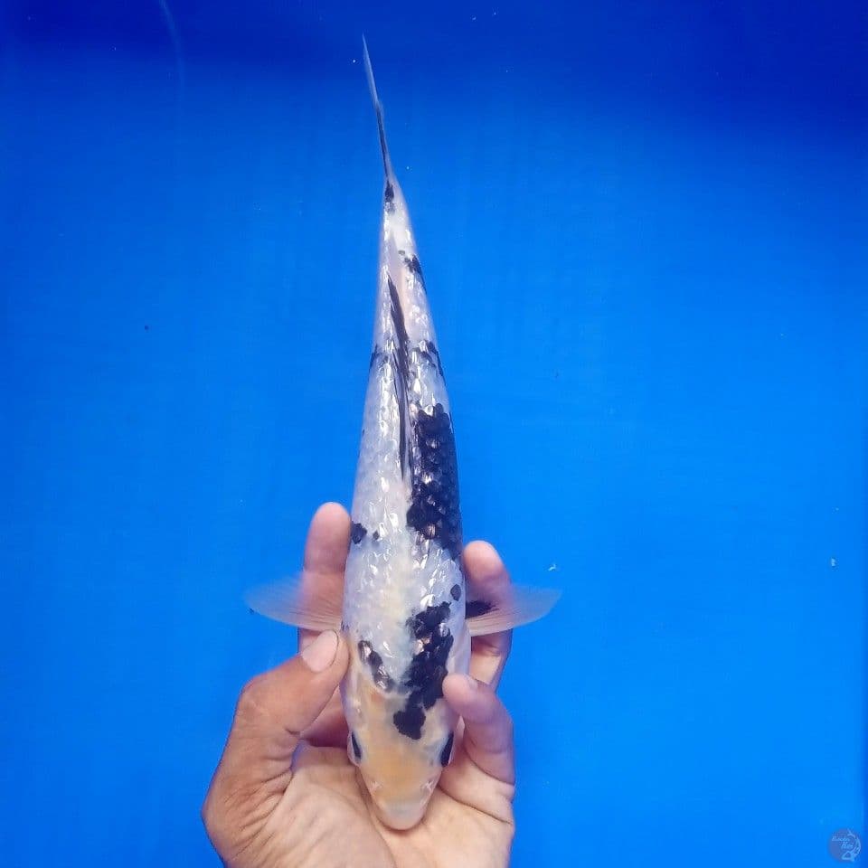 SHIRO GINRIN 27CM