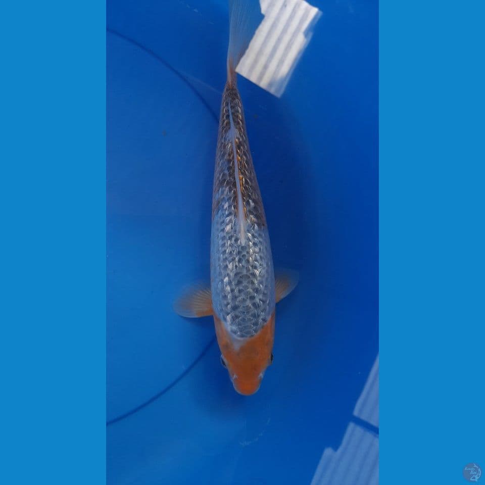 30Cm Gindrin Antiq, Berpunuk