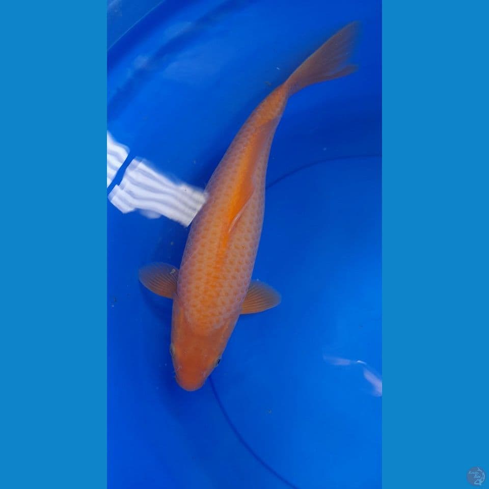 39cm Red karasi calon jumbo