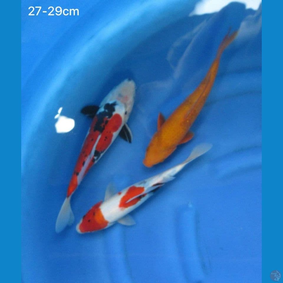 Paket mix 1 27-29cm