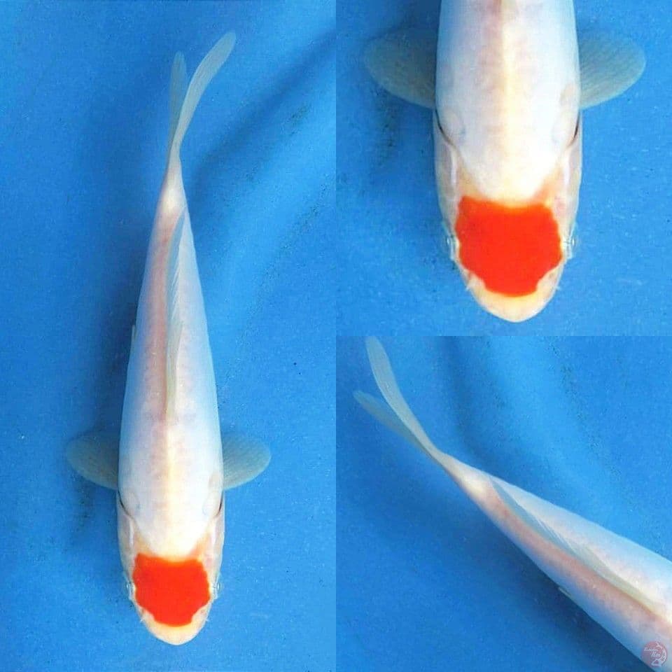 Tancho Doitsu 20cm