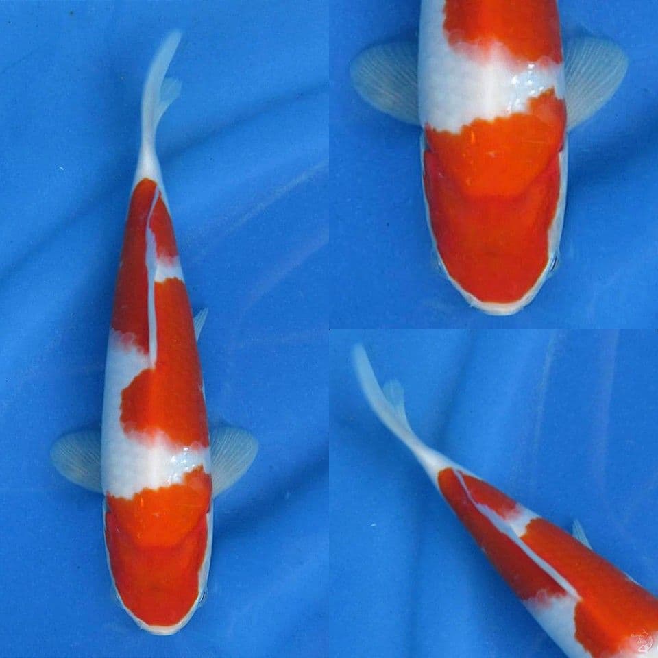 Kohaku Nidan 24cm