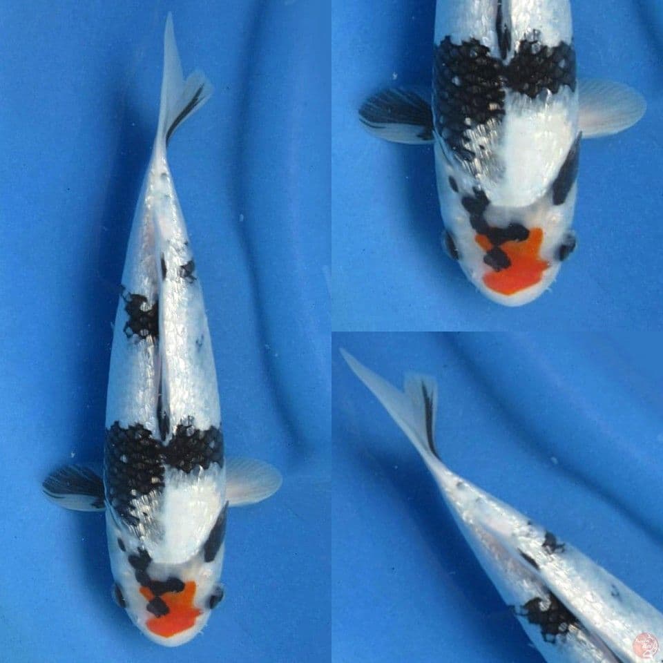 Tancho Showa Ginrin 27cm