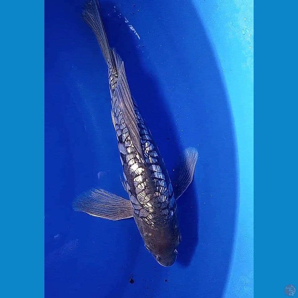 31cm soragin slayer