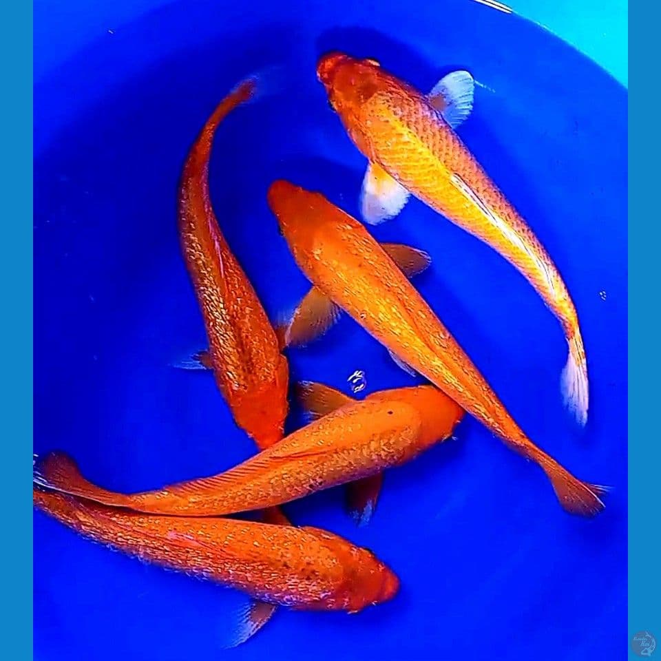 5 ginrin mix 36-42cm