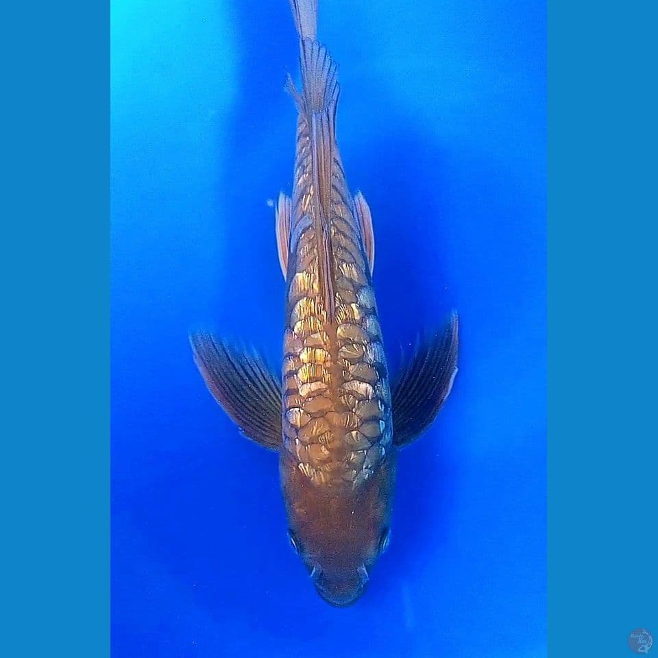 35cm dragin ginrin slayer