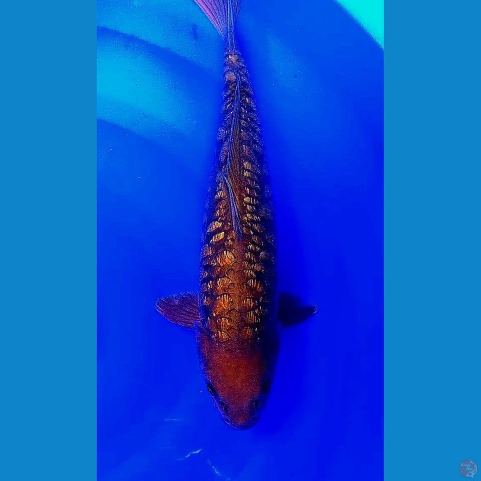 39cm tembaga ginrin ml