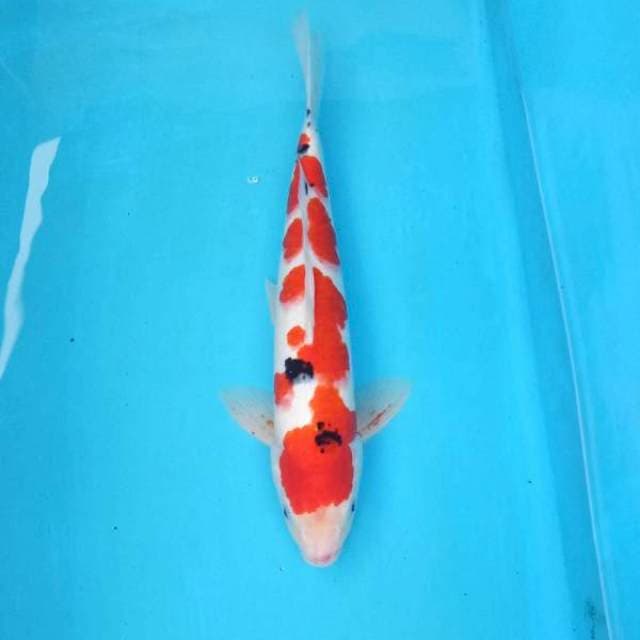 Jantan sanke 45cm