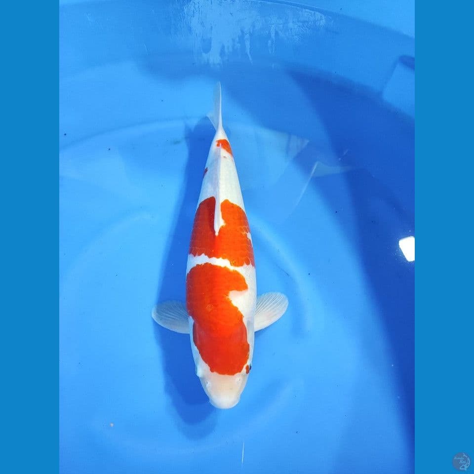 Kohaku Akf 45cm Male
