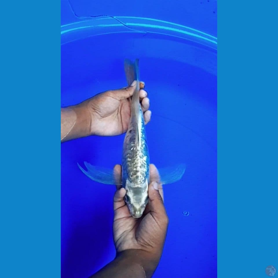 Kumpay aragoken30cm
