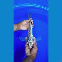 Kumpay aragoken30cm