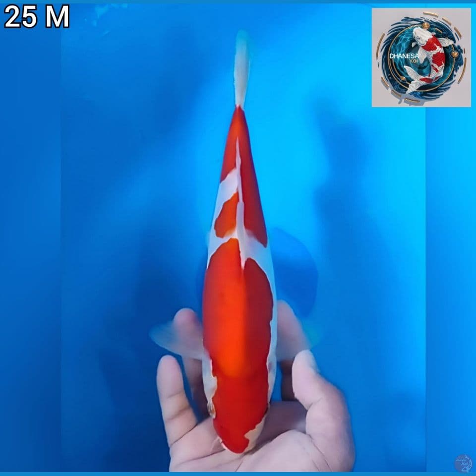 Doitsu Murni Original 25cm Jantan