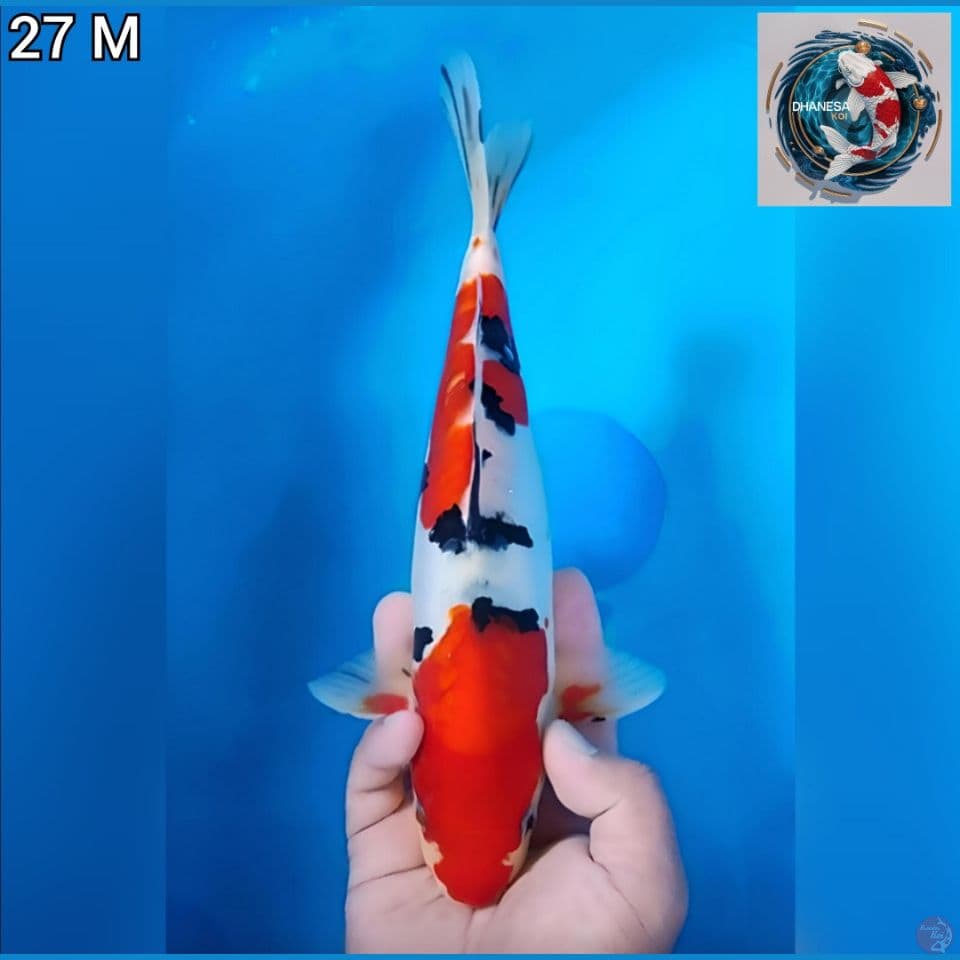 Doitsu Sanke Original 27cm Jantan 