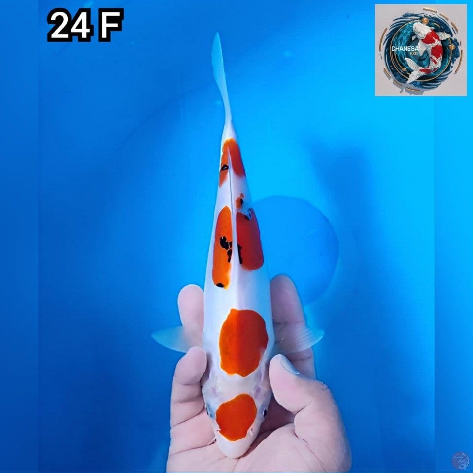 Doitsu 4 Step Original 24cm Betina 
