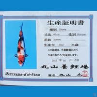 Showa ginrin 55cm showa kindai 65bu ????????