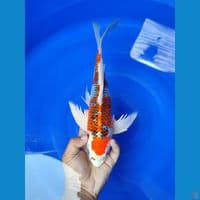 kumpay kujaku 32 cm